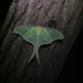 Luna Moth, Big South Fork - 11